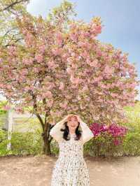 [겹벚꽃 명소] 이번주에 만개 100% 🌸 보라매공원 다녀온 후기 :)
