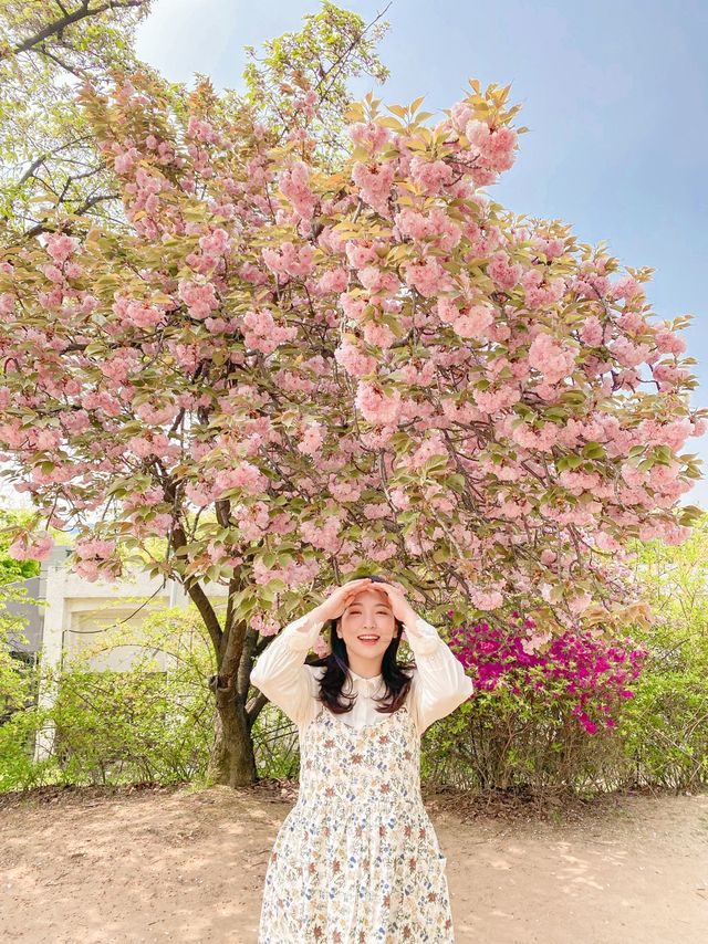 [겹벚꽃 명소] 이번주에 만개 100% 🌸 보라매공원 다녀온 후기 :)