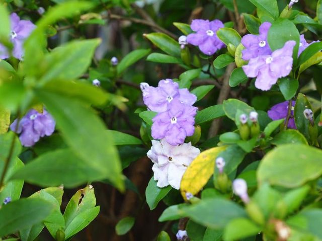 城市內小型森林 ~ 香港公園