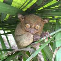 the Philippines 🇵🇭 Bohol: chocolate hills and tarsiers