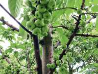 藝術公園賞花好去處