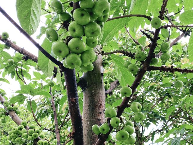 藝術公園賞花好去處