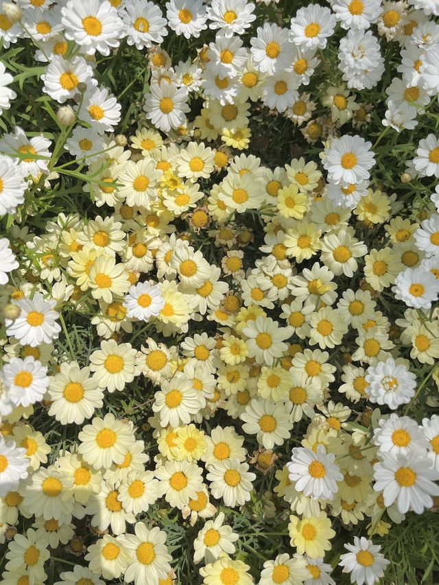 [과천] 과천에 꽁꽁 숨겨둔 아름다운 피크닉 존/풍성한 장미 꽃동산🌹