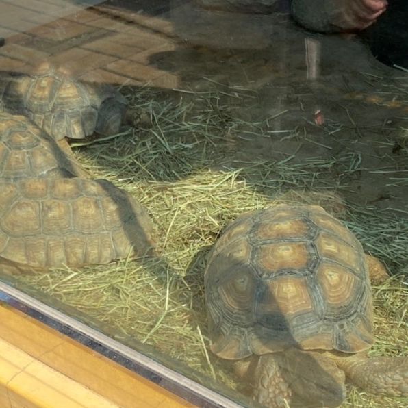 전주 핫플 전주동물원