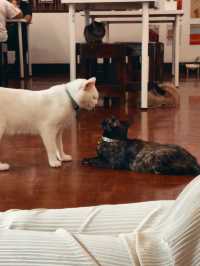 Sit back & Unwind with cats