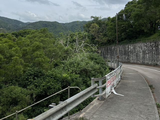 馬騮滿山的金山郊野公園