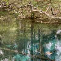 原生林🌳の中の神秘の池　神の子池