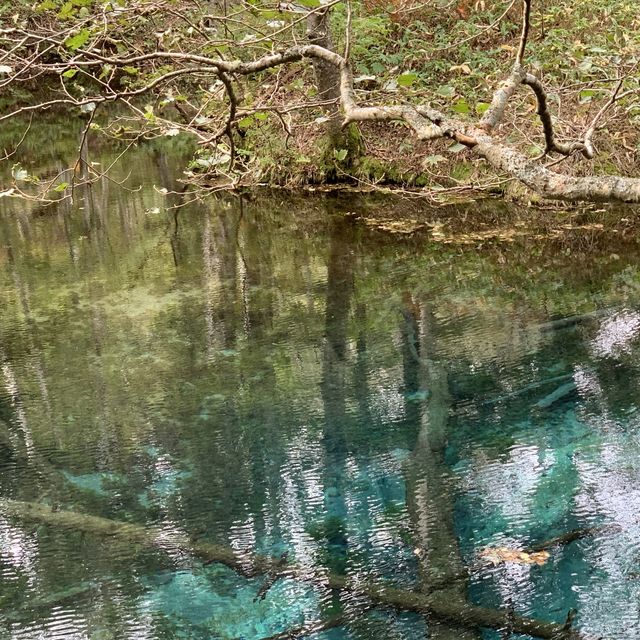 原生林🌳の中の神秘の池　神の子池