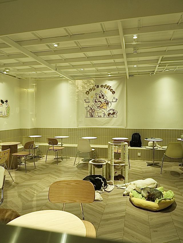 韓風咖啡館擼貓狗