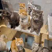 【觀塘工廈中發現有貓貓🐱Cafe】