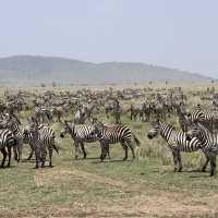 anotha safari at Serengeti