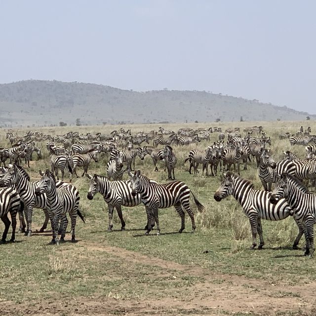 anotha safari at Serengeti