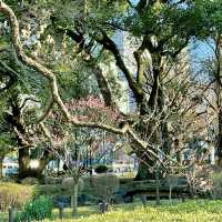 芝公園の梅林