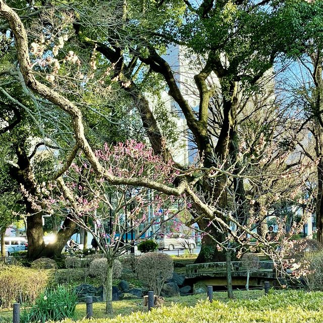 芝公園の梅林