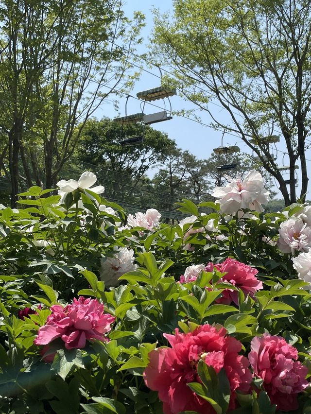 향기까지 너무 좋았던 작약 꽃밭
