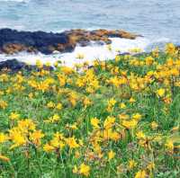 エゾカンゾウ群生地　浜辺の花畑