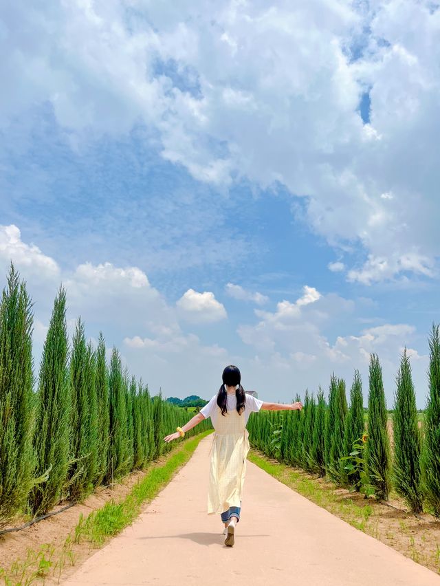 가장먼저 만나본 팜랜드의 해바라기🌻