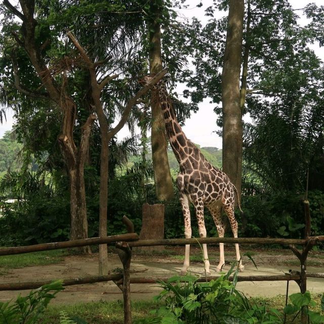 Singapore Zoo