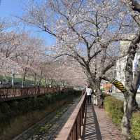 경남 벚꽃 명소, 진해 여좌천 로망스다리