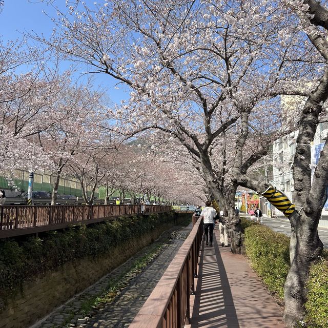 경남 벚꽃 명소, 진해 여좌천 로망스다리