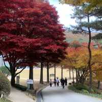 청주의 단풍 명소 청남대🍁