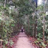 Bukit Timah Nature Trial