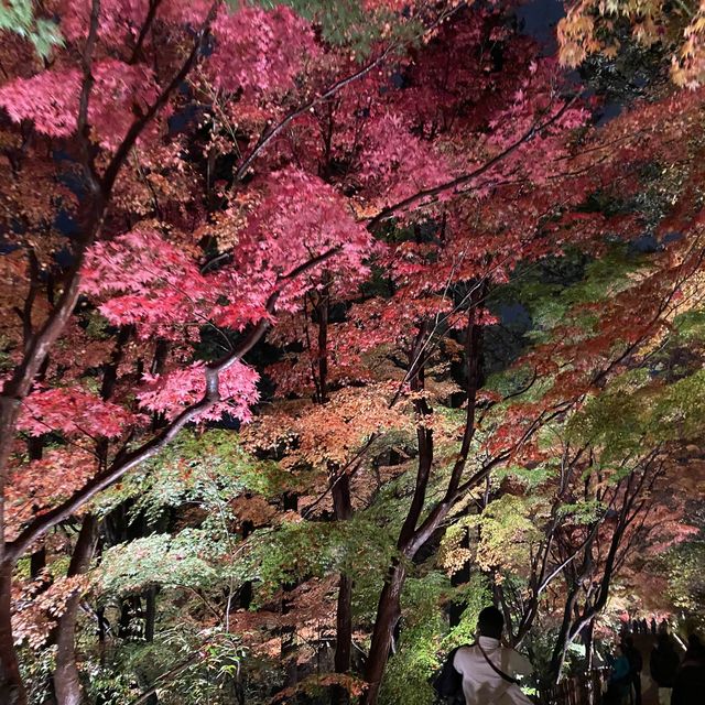 超靚名古屋東山動植物園