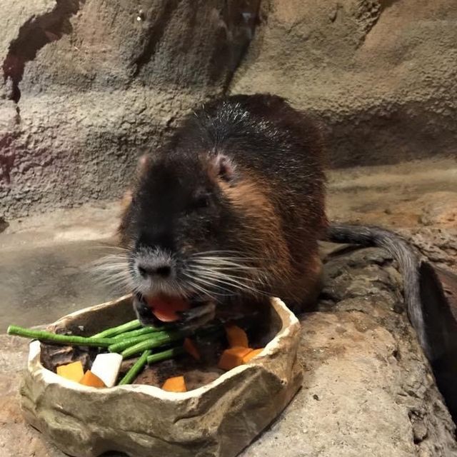 旅遊推介 吉隆坡-城中城水族館