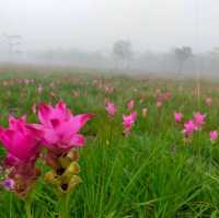 ทุ่งบัวสวรรค์