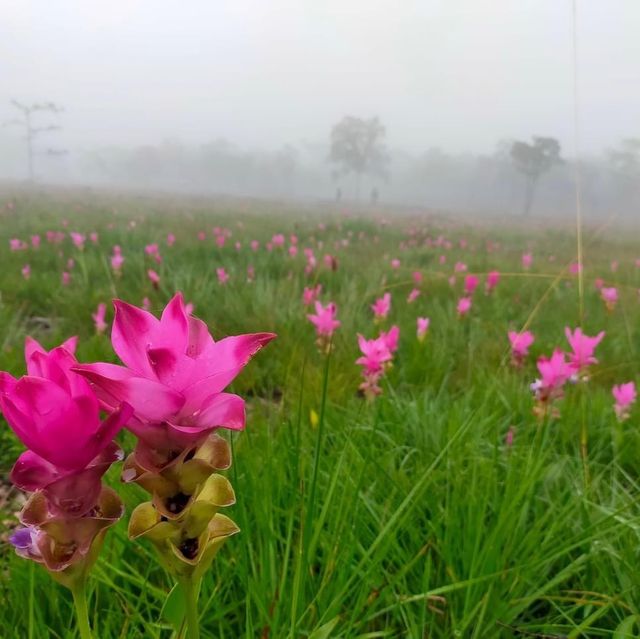 ทุ่งบัวสวรรค์ ทุ่งบัวสวรรค์
