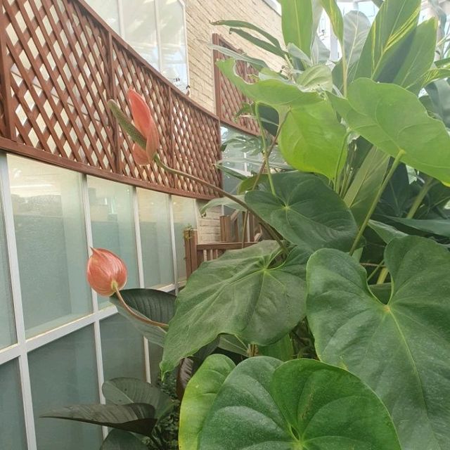 열대식물원에서 겨울에도 푸릇푸릇🌴
