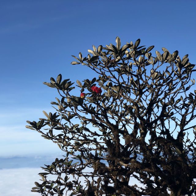 กิ่วแม่ปาน ดอยอินทนนท์⛰️🍃