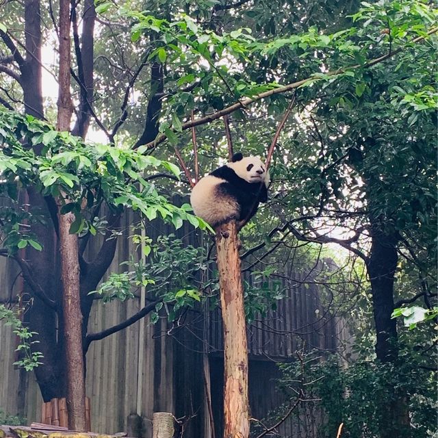 🇨🇳 Panda-themed Accommodation in Chengdu