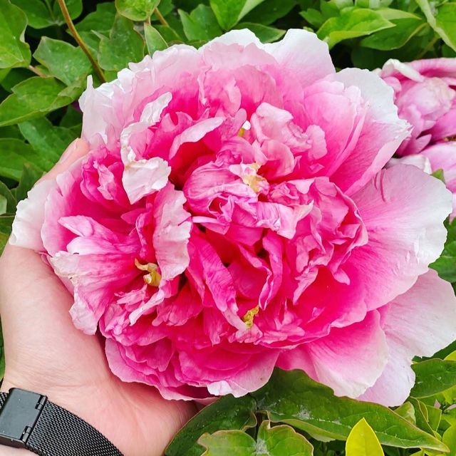 Peony Garden in spring