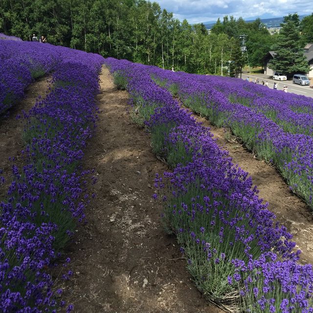 北海道富田農場