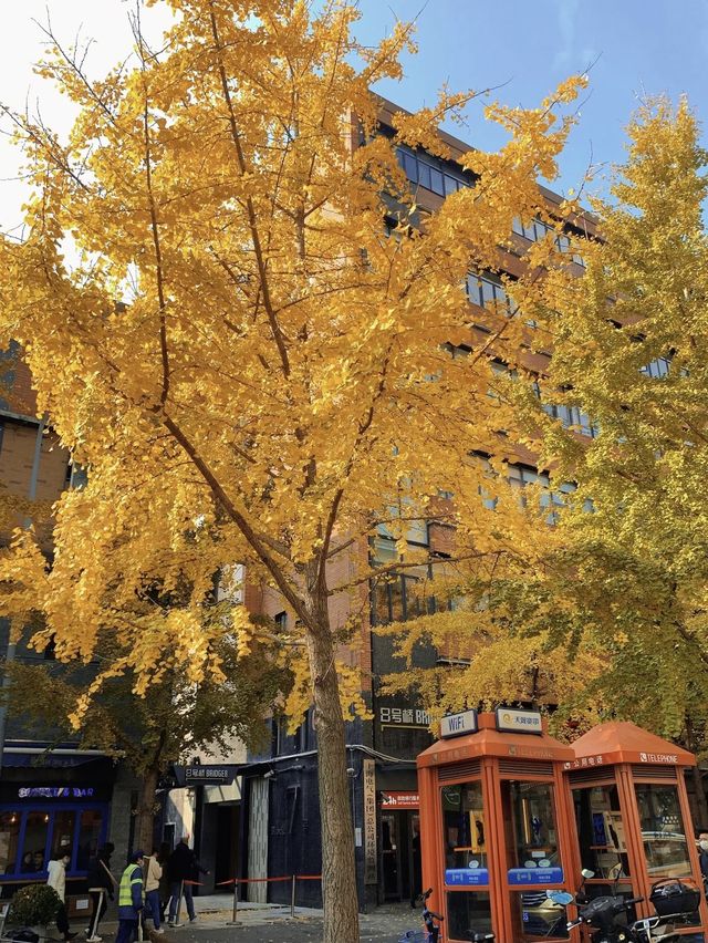 Gingko yellow | Enjoy a ginkgo rain on Shangh