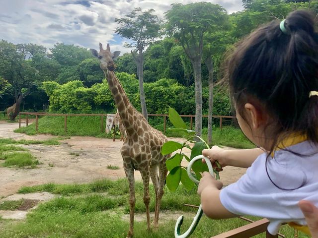 Shenzhen Safari Park 🦒