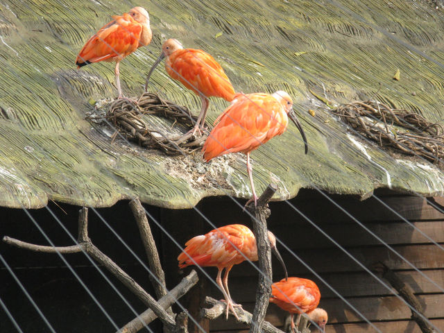 For bird lovers 