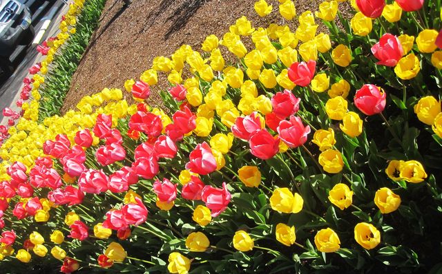 Colorful Tulip Garden and Zoo