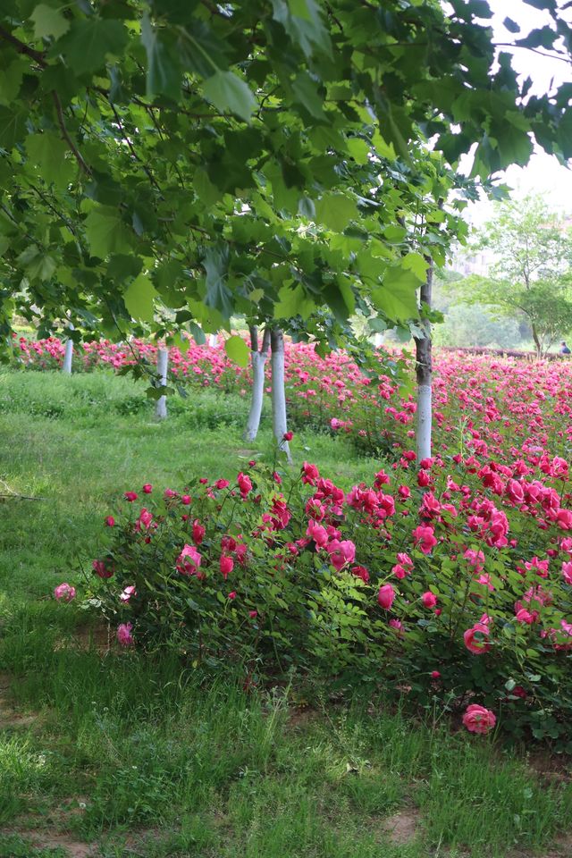 Fuyang's best place to enjoy roses in bloom - Delta Park.