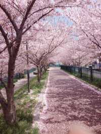 Cherry blossom season near my home.