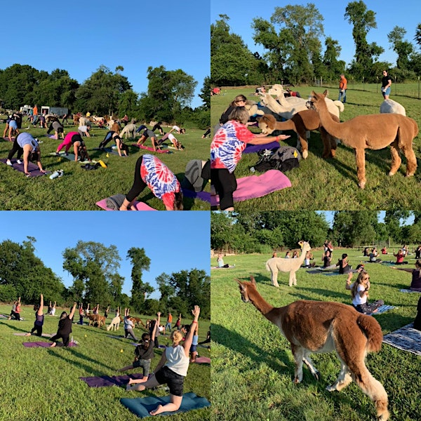 Alpaca Yoga with Forever Paws Animal Shelter | Hill Crest Alpacas