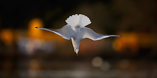 Beginners Wildlife Photography Workshop | Hogganfield Loch