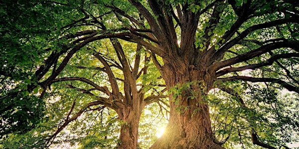 Summer Tree Identification Workshop - Nature Discovery Centre, Saturday 26 July | Nature Discovery Centre