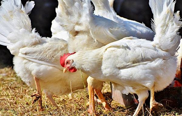 Raising Backyard Meat Chickens: From Hatchlings to Table-Ready Birds | Wheeler Historic Farm Outdoor Education Center