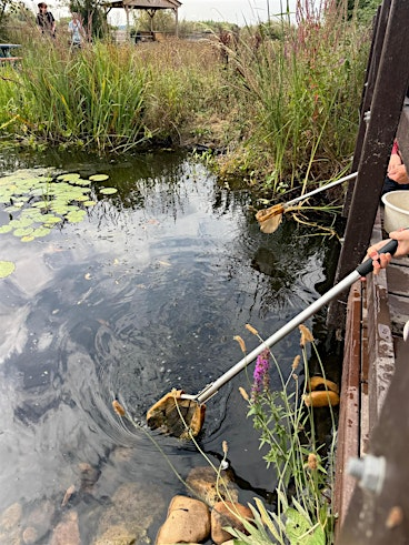 Pond Dipping at Attenborough Nature Reserve | Attenborough Nature Reserve - Parking at ANC