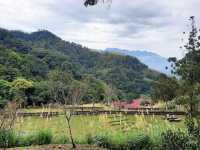 【桃園】復興景點-悠然秘境小屋賞櫻