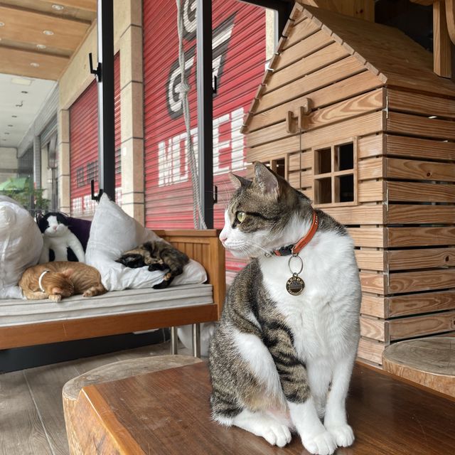 宜蘭縣礁溪鄉 寵物友善住宿推薦🐶🐱美嘉美大飯店！Cp 值超高 一泊四食的極度好享受！