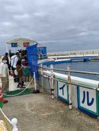 海豚餵食體驗學習 | 沖繩旅行