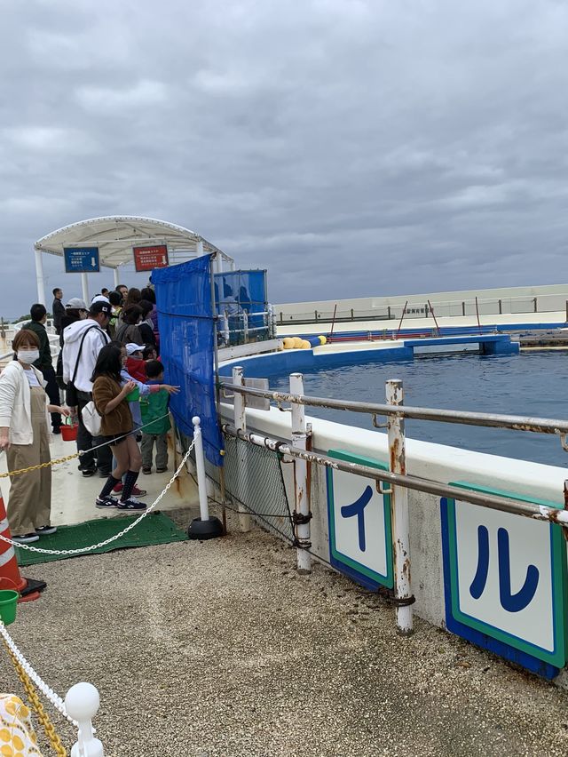 海豚餵食體驗學習 | 沖繩旅行